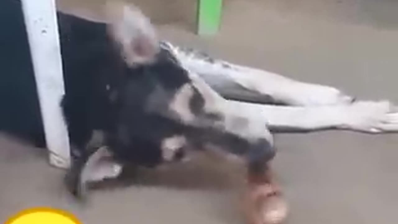Animal comedy