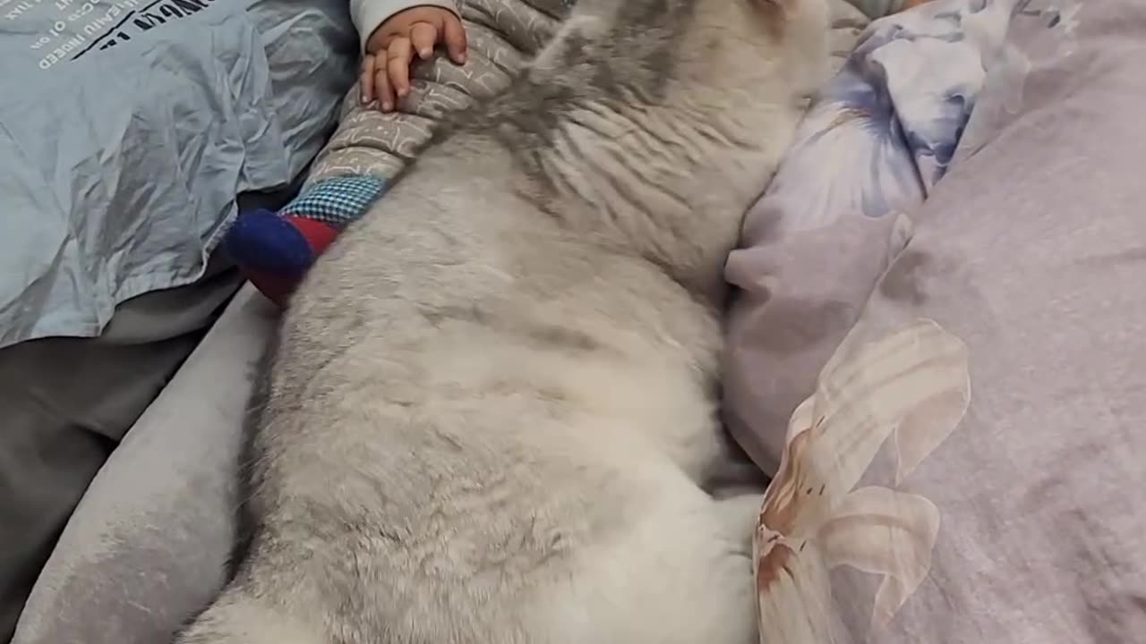 Babies and Cats: The Sweetest Duo!