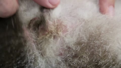 A 4-year-old cat is very itchy. The Reason? Anal sacculitis