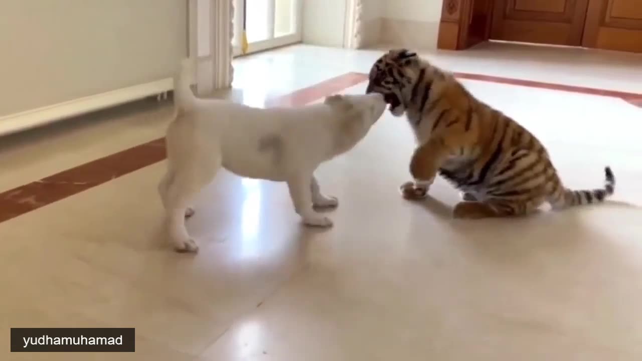 YUDHAMUHAMAD fake Lion and Fake Tiger Prank #6