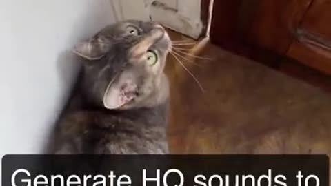 sounds that attract cats