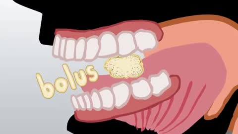 Digestive System | How The Digestive System Works | Animated Music Video |