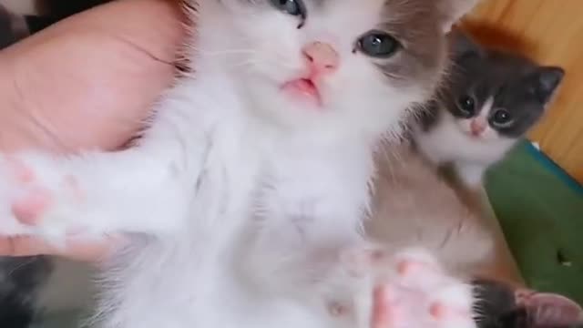 Cute baby cats funny and cute videos