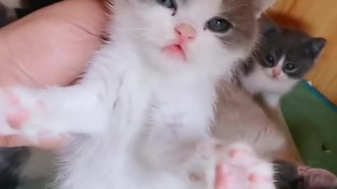 Cute baby cats funny and cute videos