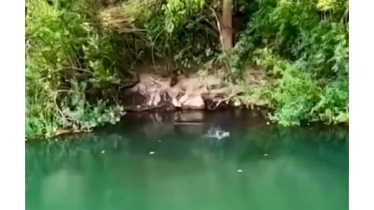 Fishing Surprise: Giant Fish Leaps for the Hook!