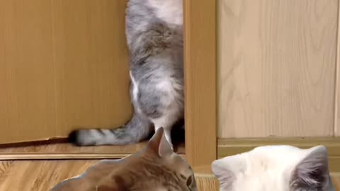 Cats playing funny videos 🐈🐈😺