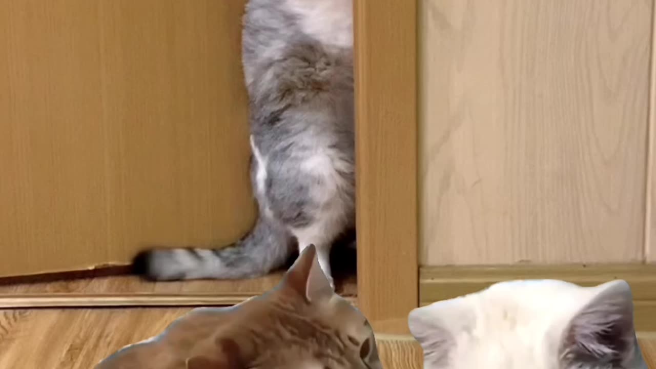 Cats playing funny videos 🐈🐈😺
