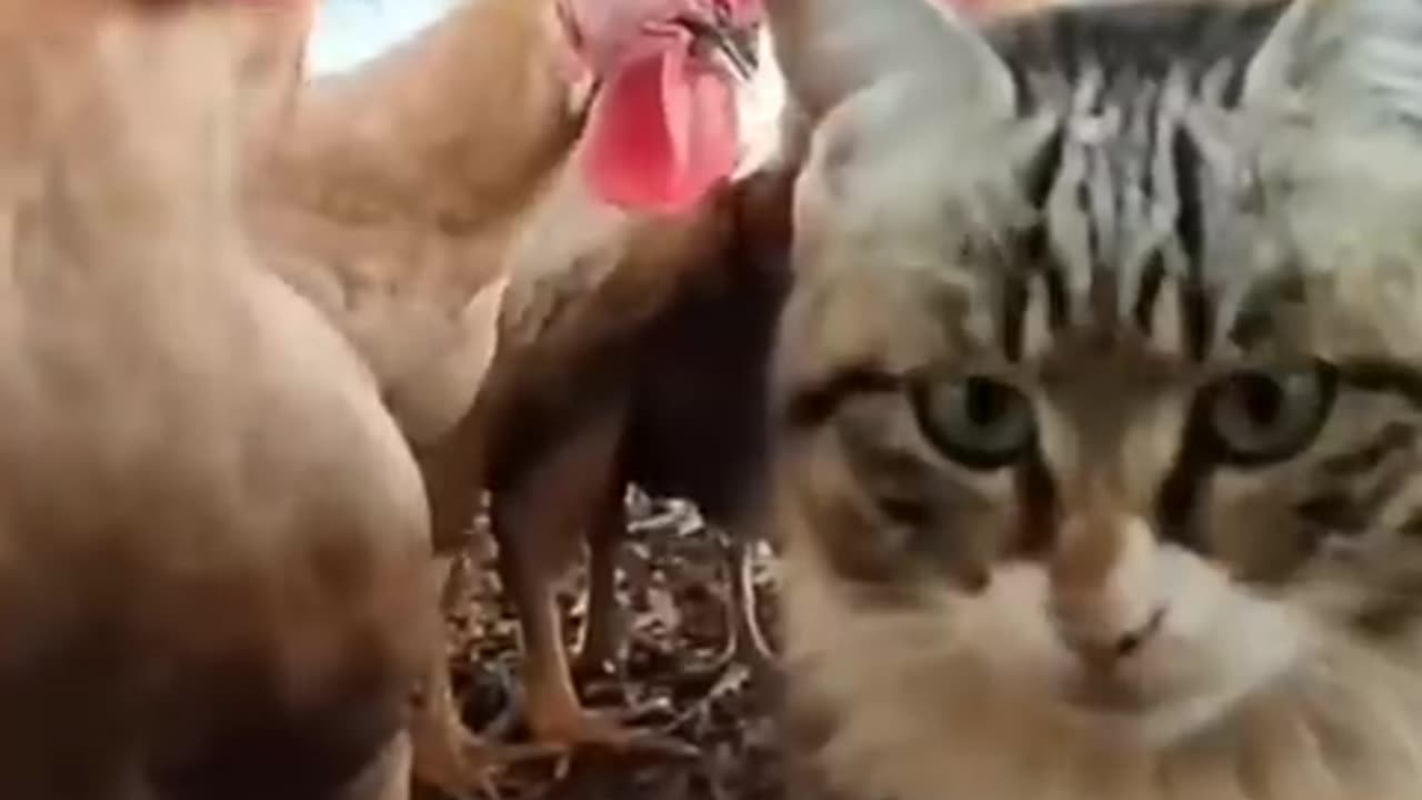 Funny Cats vs Chicken Compilation - Try Not to Laugh Challenge