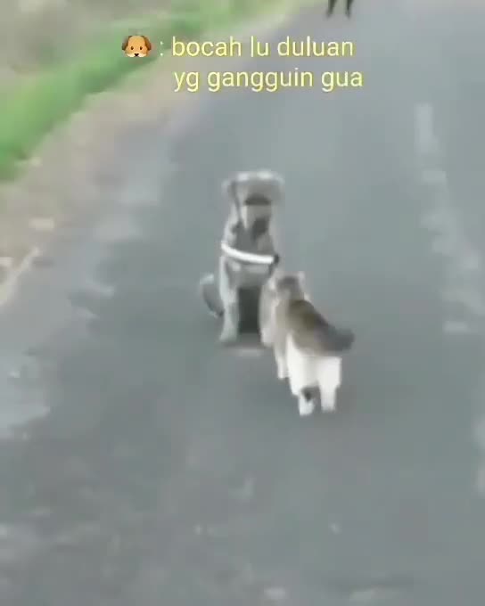 Dog hit by cat