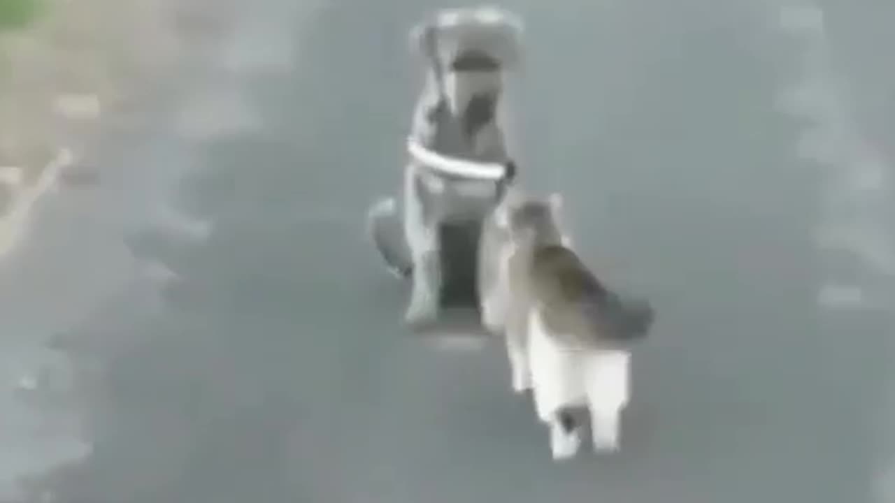 Dog hit by cat