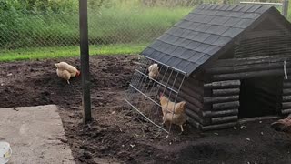 OMC! Happy adorable precious & cute little flock relaxing in the afternoon! #happy #chickens #shorts