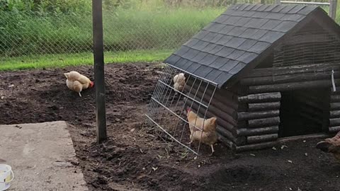 OMC! Happy adorable precious & cute little flock relaxing in the afternoon! #happy #chickens #shorts