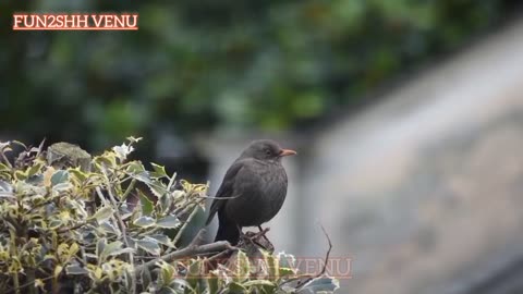 Funny Bird