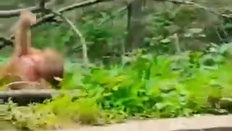 Monkey prank