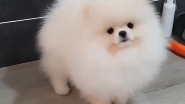 Dog lover