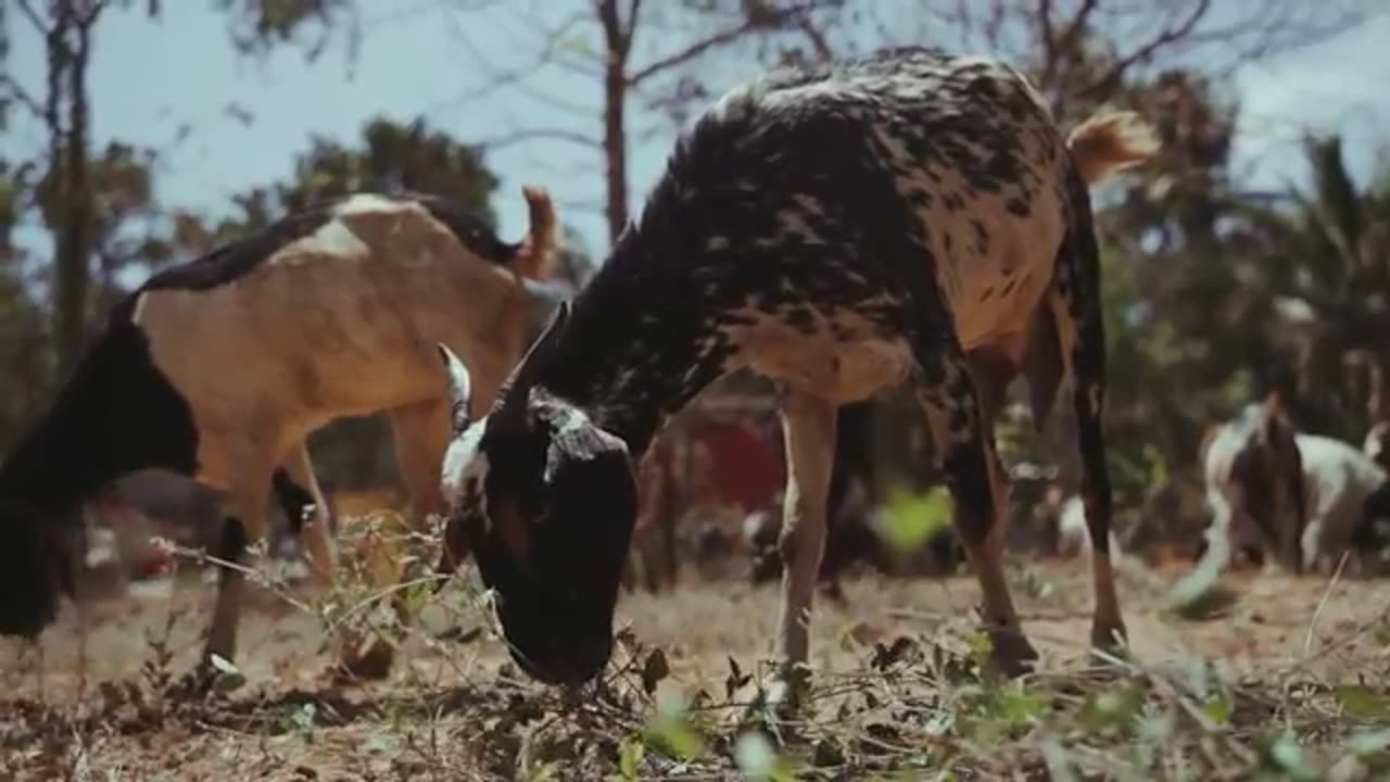 РАЗБОР НОВОГО I PET GOAT III I САМЫЙ НАШУМЕВШИЙ МУЛЬТИК Я ДОМАШНИЙ КОЗЕЛ 3