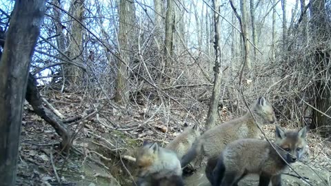 Fox Cubs