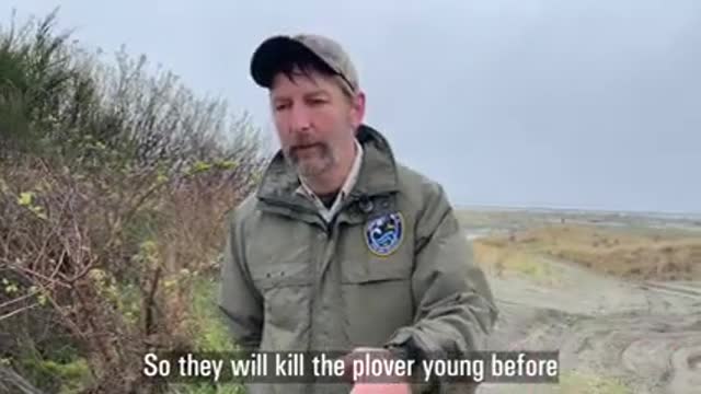 Deterring Snowy Plover Predators_1