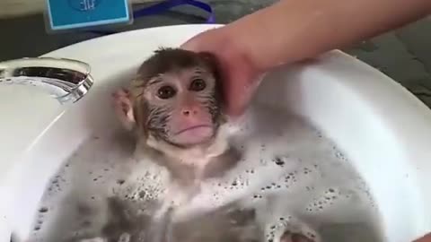 Monkey takes a bath