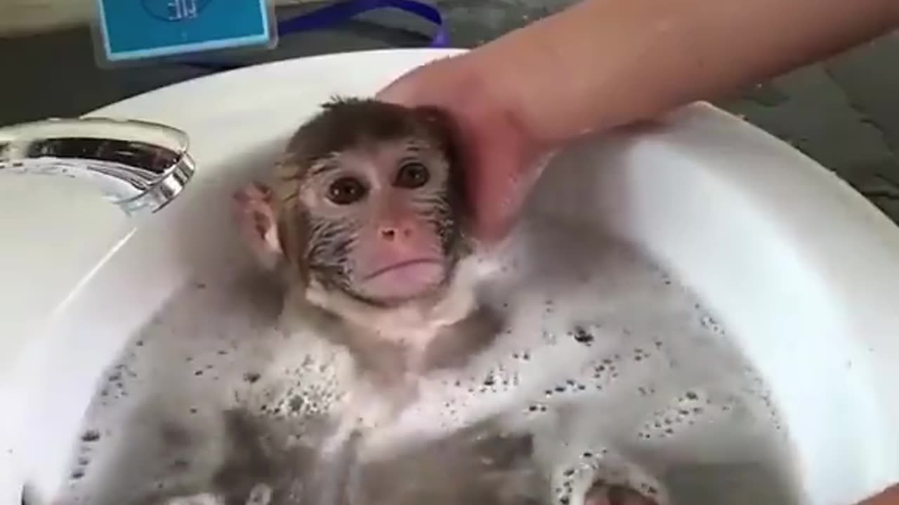 Monkey takes a bath