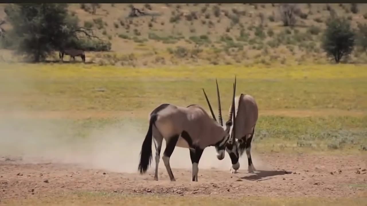 Oryx Versus Oryx