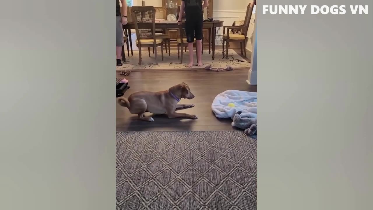 funniest videos of animals