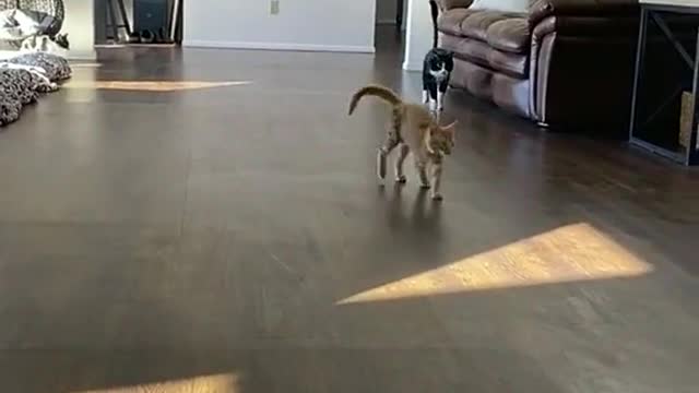 Wobbly kitty 🥺