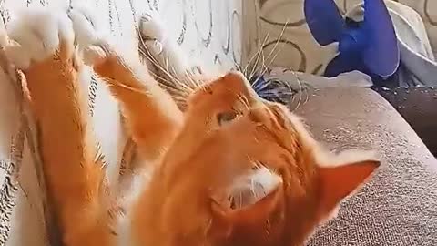 Whiskers and Giggles: A Funny Cat Video Round-Up