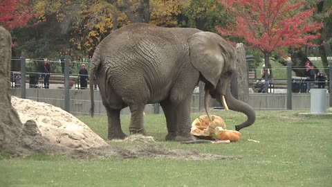 Elephants enjoy eating pumpkins!