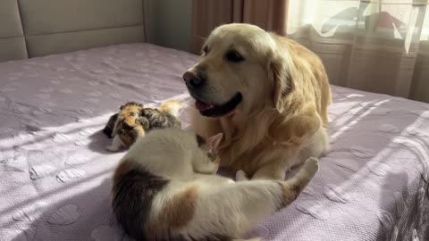 Mom Cat Shows Baby Kittens that Golden Retriever is Safe for Them