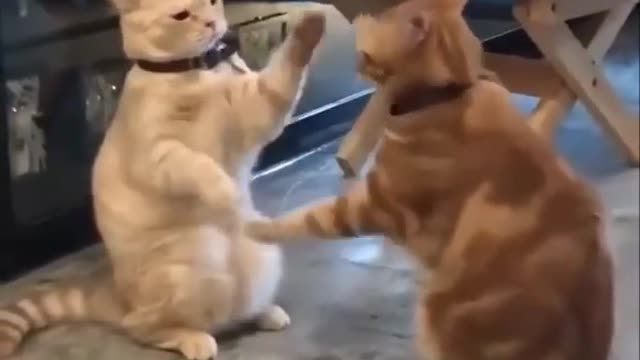 2 Cat Friend Playing A Game Shake hand ✋👀😀