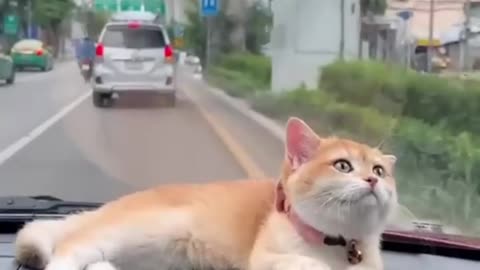 Cat funny video