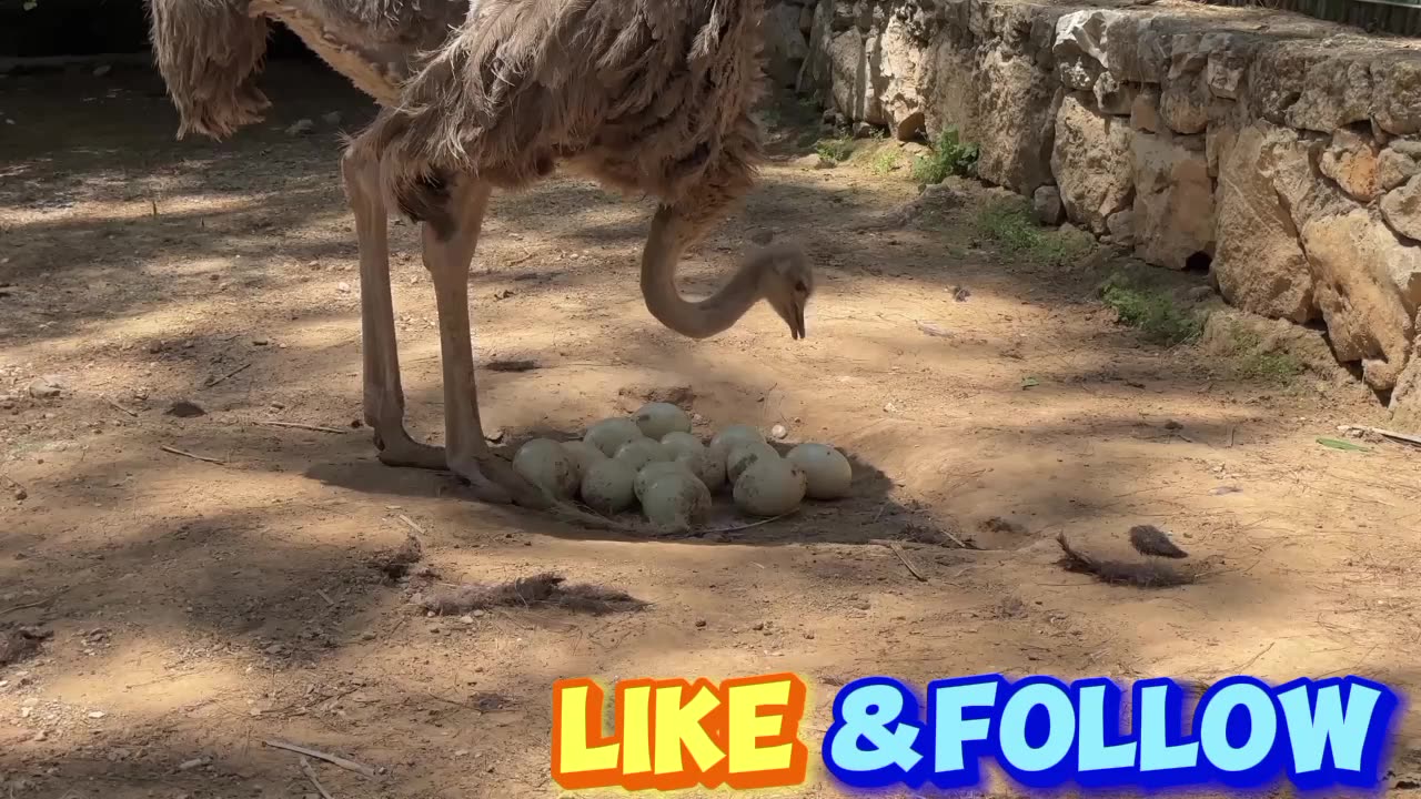 Eggs ostrich bird