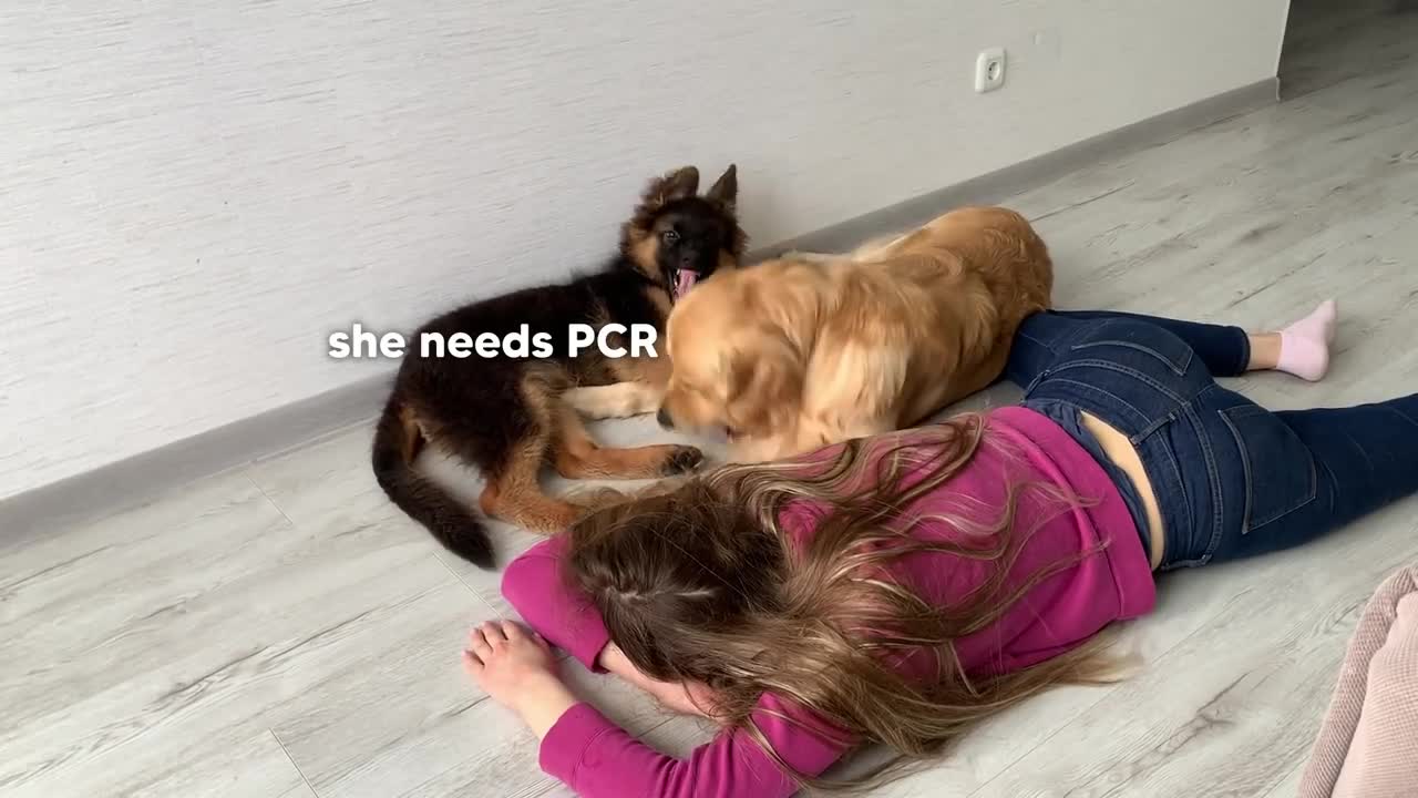 Faking My Death in Front of My Dogs | Funny Dogs Reaction