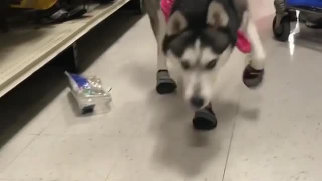 A dog who likes shopping in the supermarket.