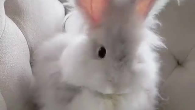 Very cute rabbit