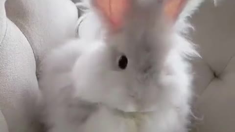 Very cute rabbit