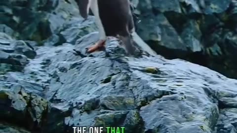 Truly Amazing #shorts #viral #shortsvideo #video