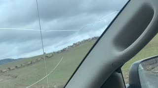 Massive Idaho Elk Herd Crosses the Road