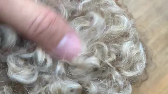 I touched a cute poodle.