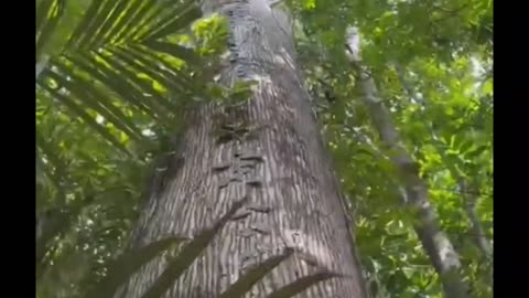 Amazing Amazon Rainforest Up Close