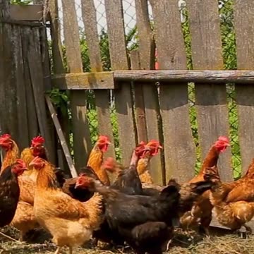 🐔🌱 Unveiling The Quirks And Challenges Of Keeping Chickens! 🙈🌿