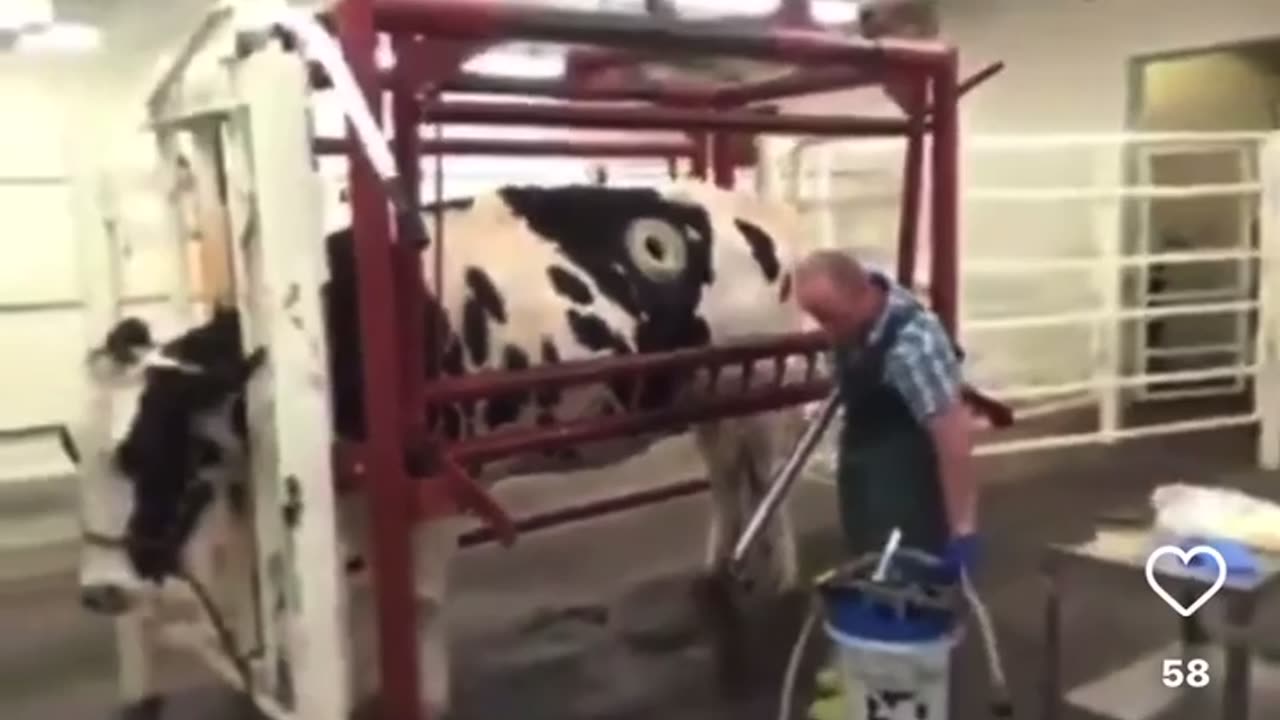 Cows grass food replaced with feeding bag food