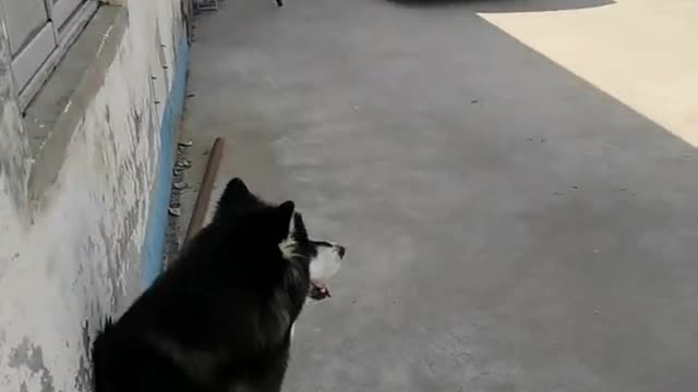 Smart dog Husky