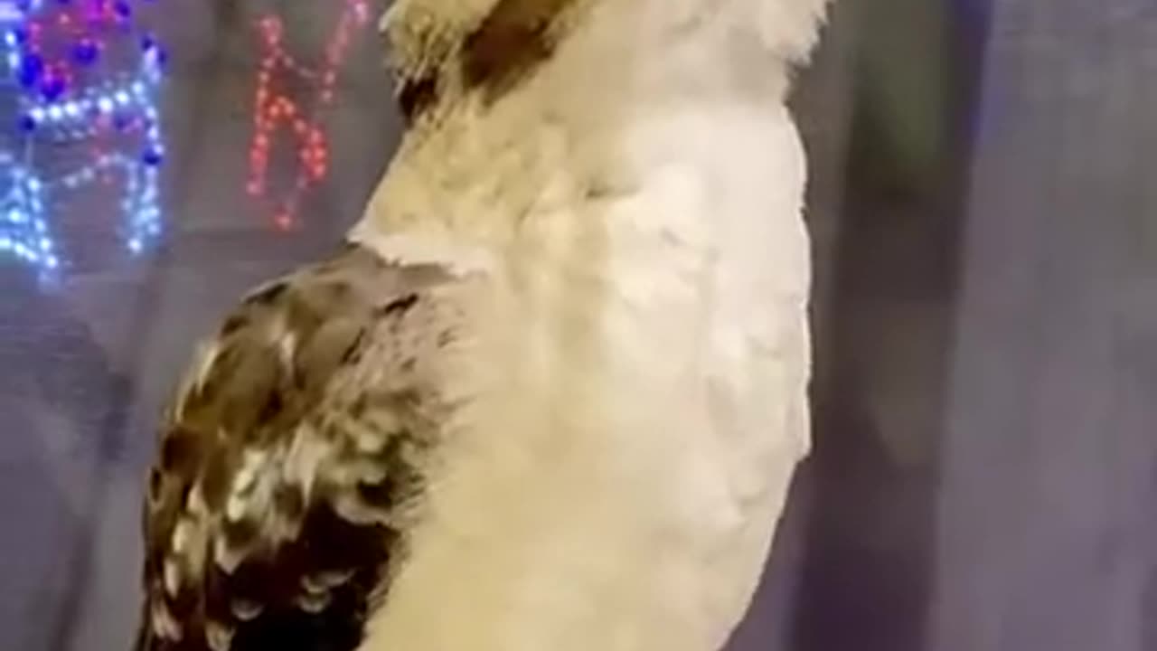 Wake Up Call Of A Kookaburra #shorts #shortvideo #video #virals #videoviral