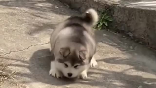 A very cute little dog walked out