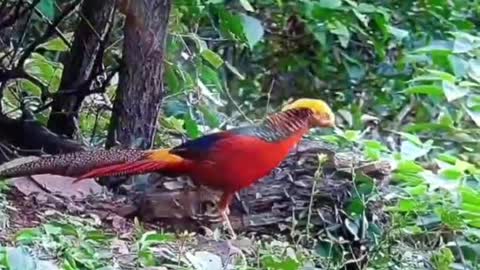 Such a beautiful bird just relaxing in the woods enjoying the scenery