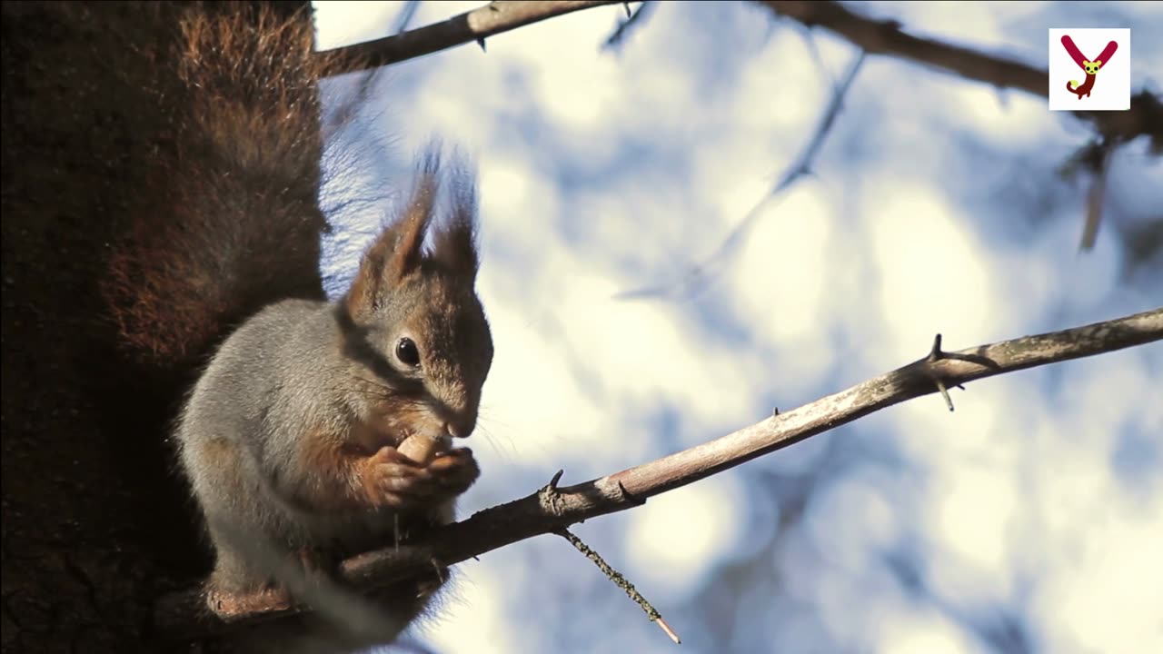 Squirrels can jump 20 feet #viralvideo #viralTiktok #squirrels