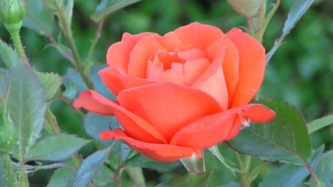 Red Rose