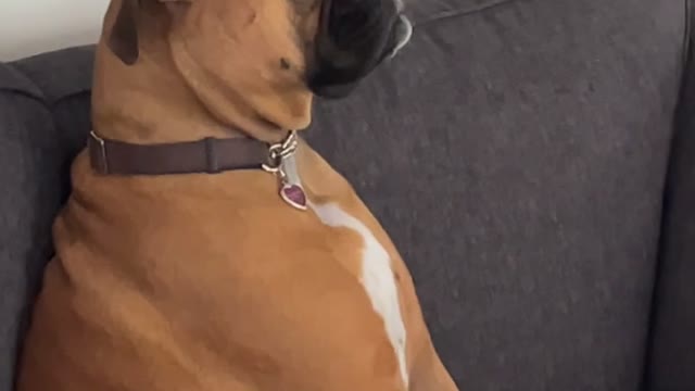 Impatient Pup Waits to Go on Walk